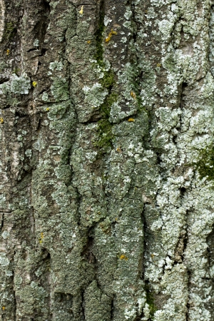 Old rough tree bark background texture