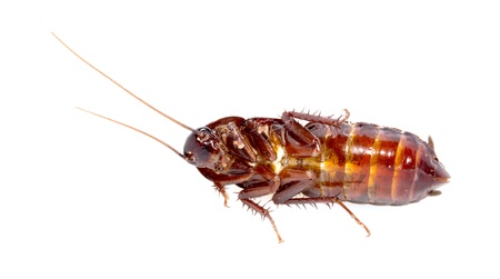 cockroach on white background