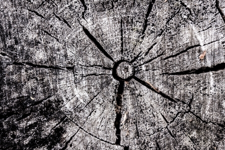 Old rough tree bark background texture