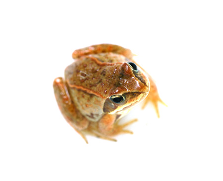 Frog - Rana temporaria on white backgroundの写真素材