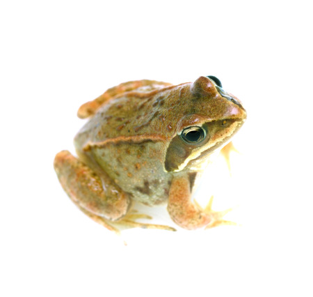 Frog - Rana temporaria on white backgroundの写真素材