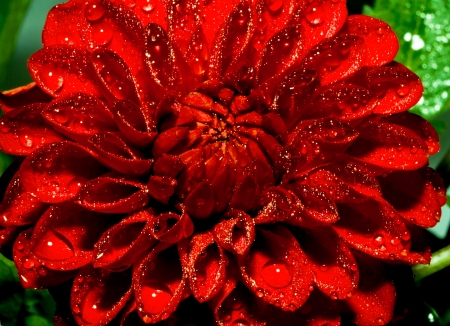 Red flower with water dropsの写真素材