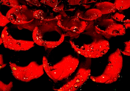 Red flower with water drops