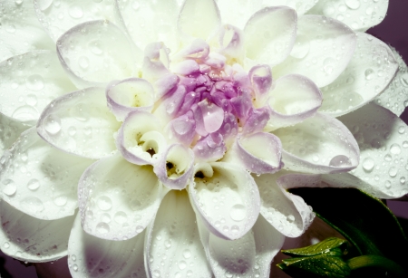 white flower with water dropletsの写真素材