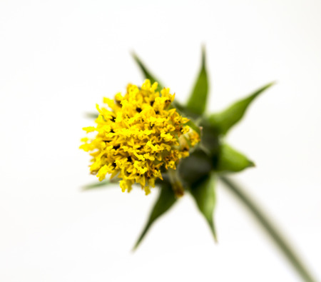 yellow flower on a white backgroundの写真素材