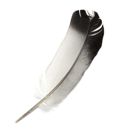 feather of a birdの写真素材