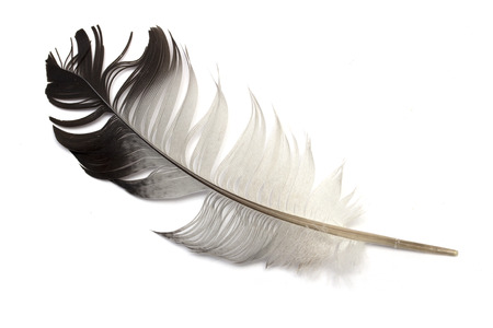 feather of a birdの写真素材