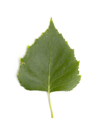 green birch leaves on a white backgroundの写真素材