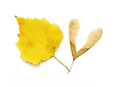 Maple tree seeds