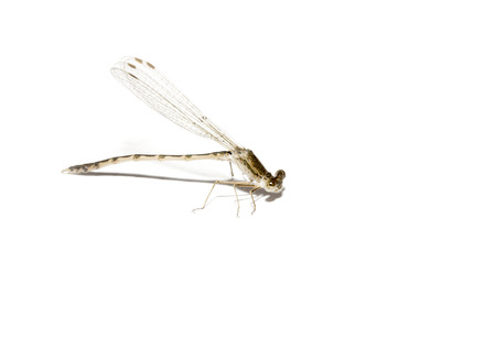 dragonflyの写真素材