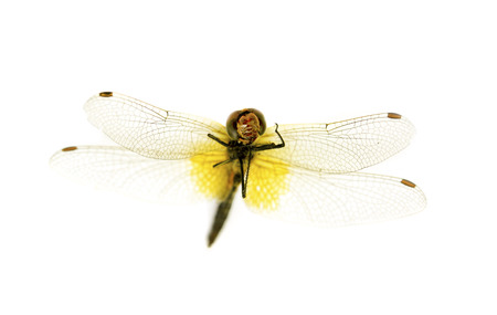dragonflyの写真素材