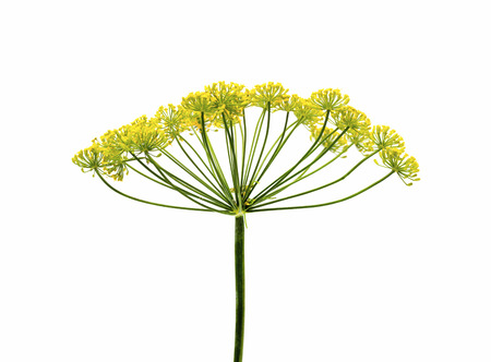 Fresh dill flowers, isolated on whiteの写真素材