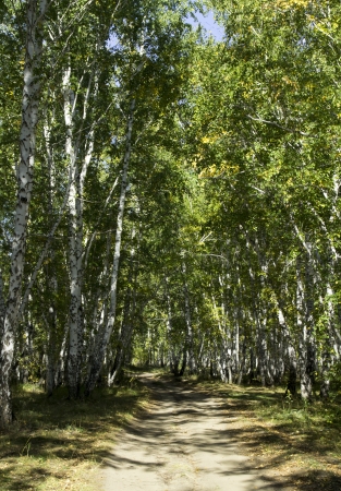 birch forest landscapeの写真素材