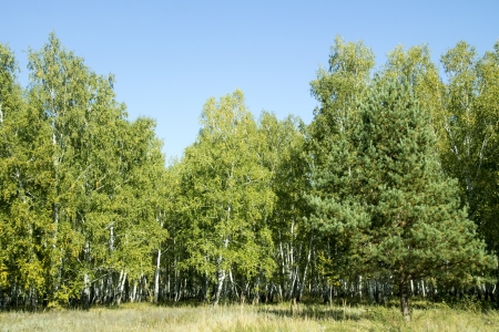 birch forest landscapeの写真素材