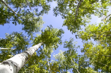 Looking up to the sky in birch forestの写真素材
