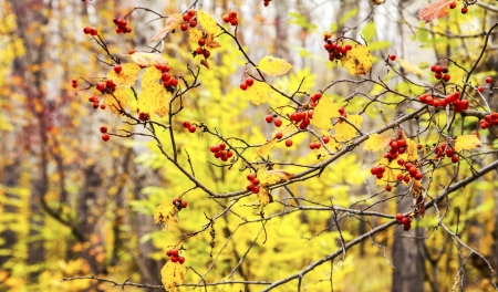 Collection of Beautiful Colorful Autumn Leaves / green, yellow, orange, redの写真素材