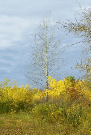 Collection of Beautiful Colorful Autumn Leaves / green, yellow, orange, redの写真素材