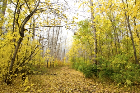 Collection of Beautiful Colorful Autumn Leaves / green, yellow, orange, redの写真素材
