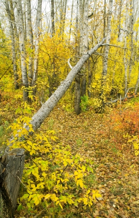 Collection of Beautiful Colorful Autumn Leaves / green, yellow, orange, redの写真素材
