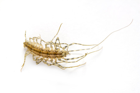 insect on a white backgroundの写真素材