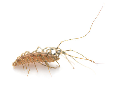 insect on a white background