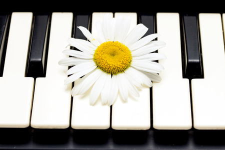 black and white keys of the piano and flowerの写真素材