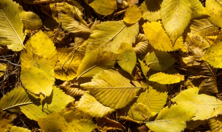 Autumn leaves texture