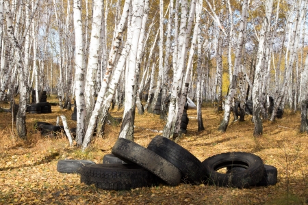 Old automobile tyre thrown out in a forestの写真素材