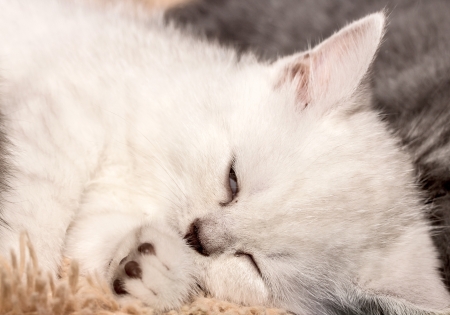 portrait of a catの写真素材