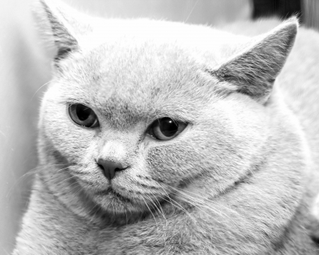 portrait of a catの写真素材