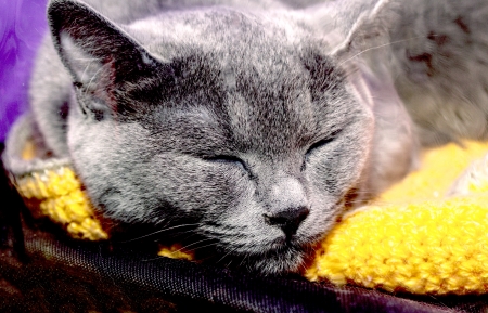 portrait of a catの写真素材