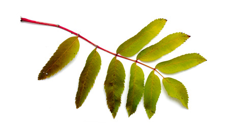 Leaf of a mountain ash, it is isolated on whiteの写真素材