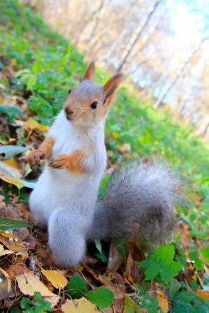 squirrel in autumn forestの写真素材