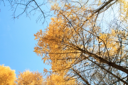 Autumn sky in birch forest with wide angle lensの写真素材