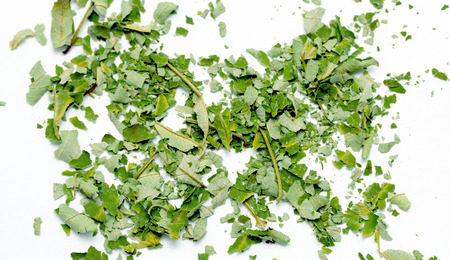 dry green leaves on a white backgroundの写真素材