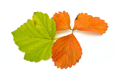 autumn leaf on a white background