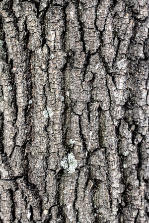 Old rough tree bark background texture