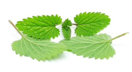 mint leaves isolated on white background