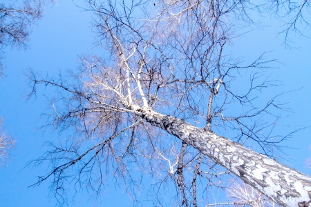 The tops of the birch trees against of the skyの写真素材