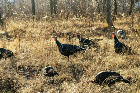 wild turkeys in the woods on the natureの写真素材
