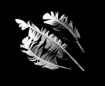 beautiful feather on black backgroundの写真素材