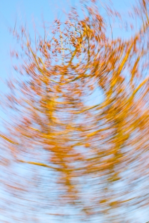 Autumn leaves in radial motionの写真素材