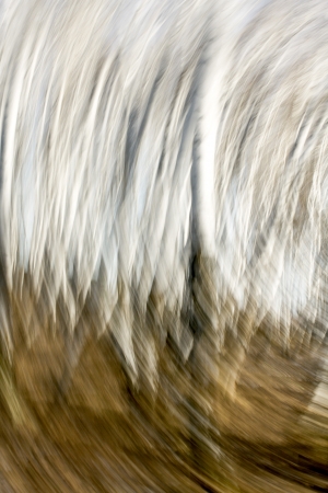 Autumn birch forest in radial motionの写真素材