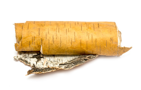 rolled up in roll birch's bark on white backgroundの写真素材