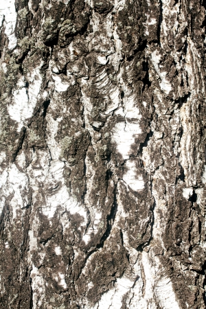the texture of white birch bark