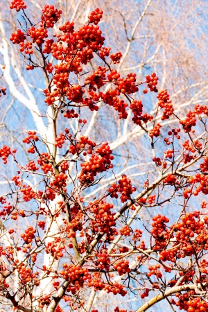 Autumn rowan berries against the sky in radial motion