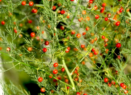 round red berries on a green bushの写真素材