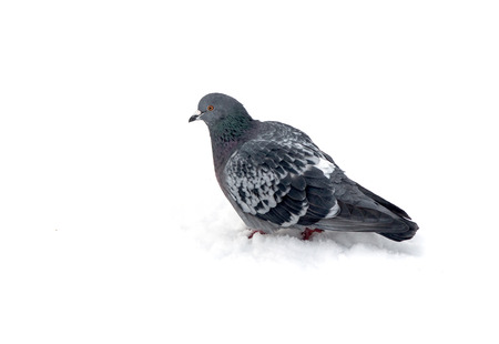 pigeons on snowの写真素材