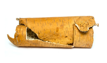 rolled up in roll birch's bark on white backgroundの写真素材