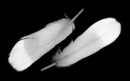 bird feather on black backgroundの写真素材